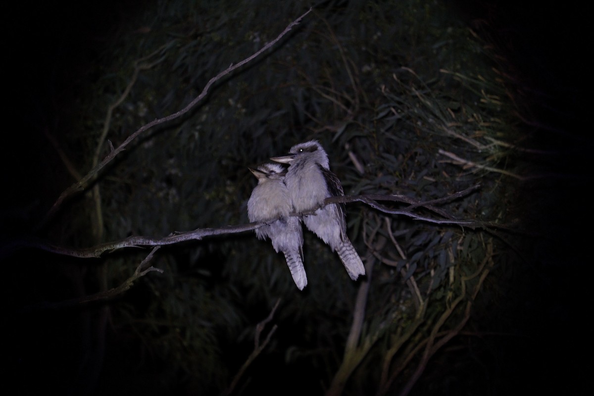 Laughing Kookaburra - ML646132804