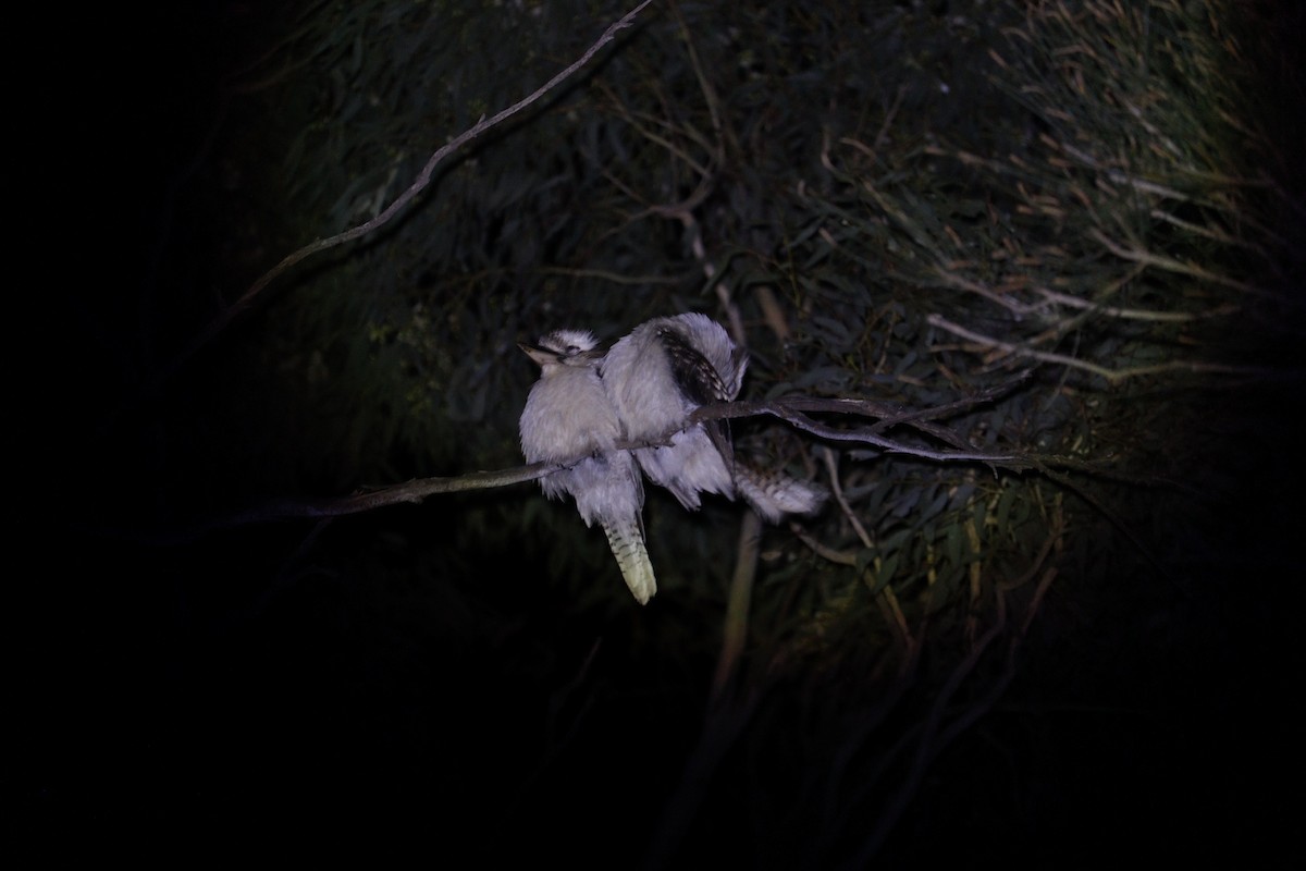 Laughing Kookaburra - ML646132805