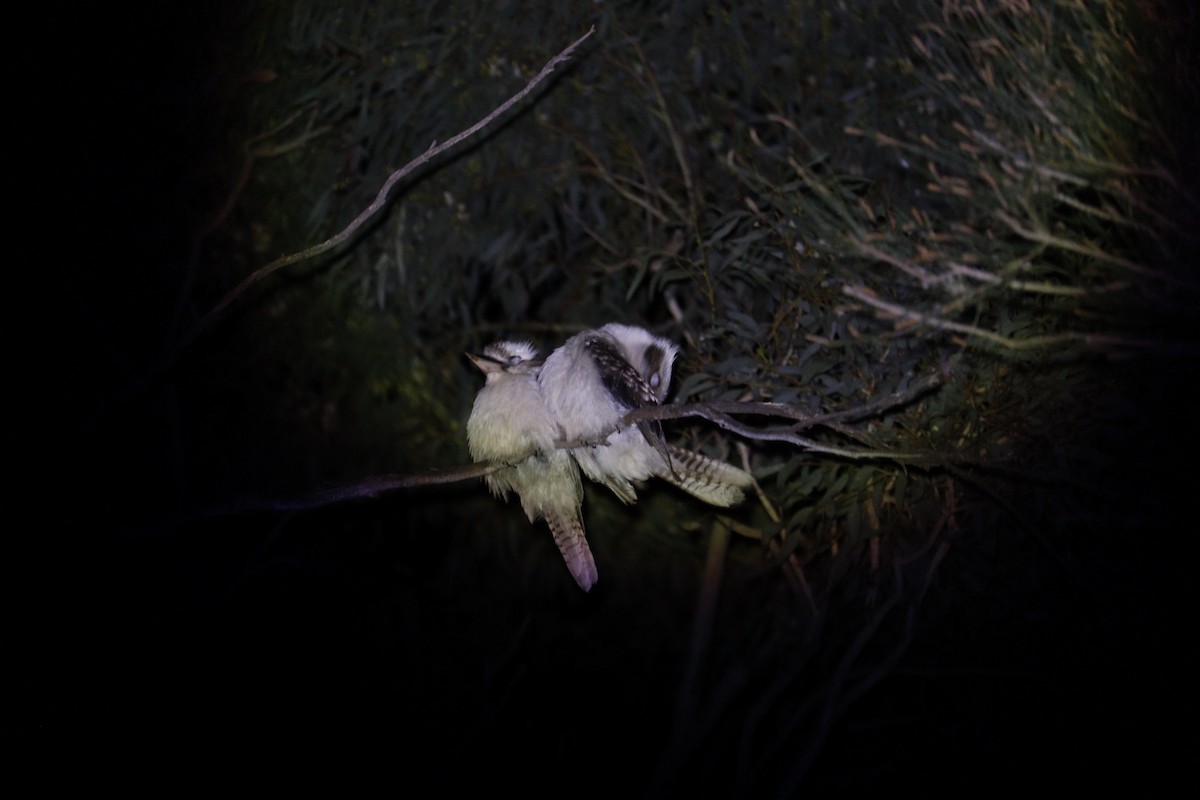 Laughing Kookaburra - ML646132806