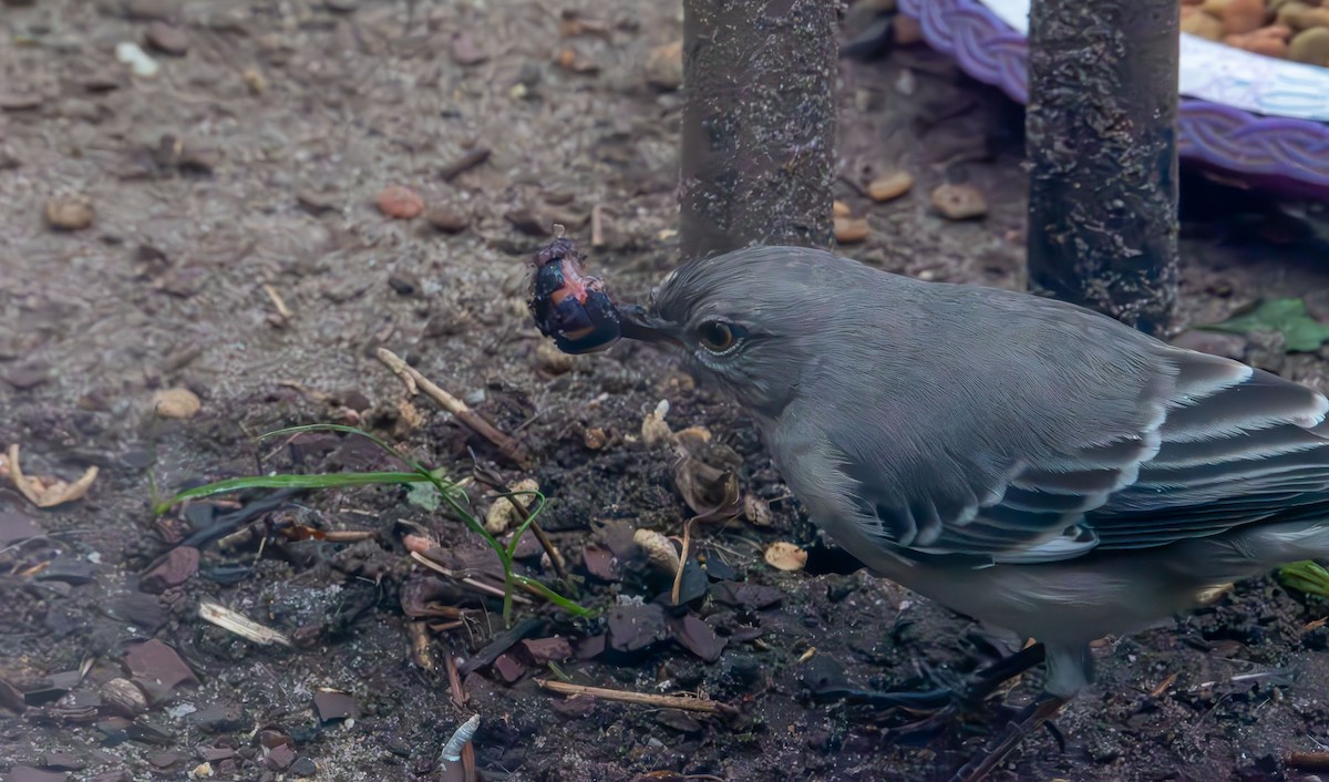 Northern Mockingbird - ML646132807
