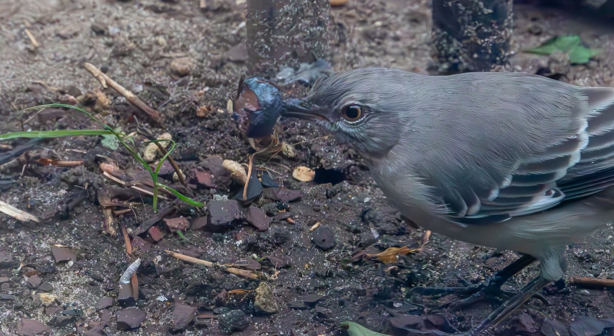 Northern Mockingbird - ML646132808