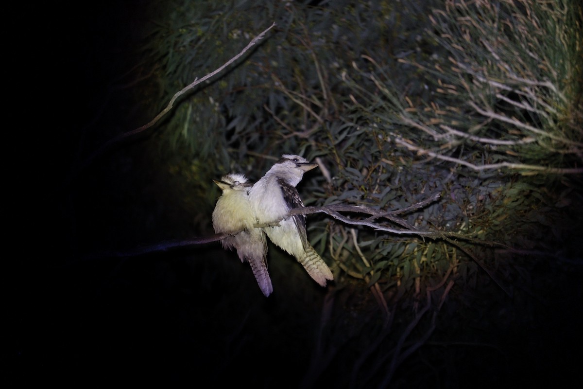 Laughing Kookaburra - ML646132809