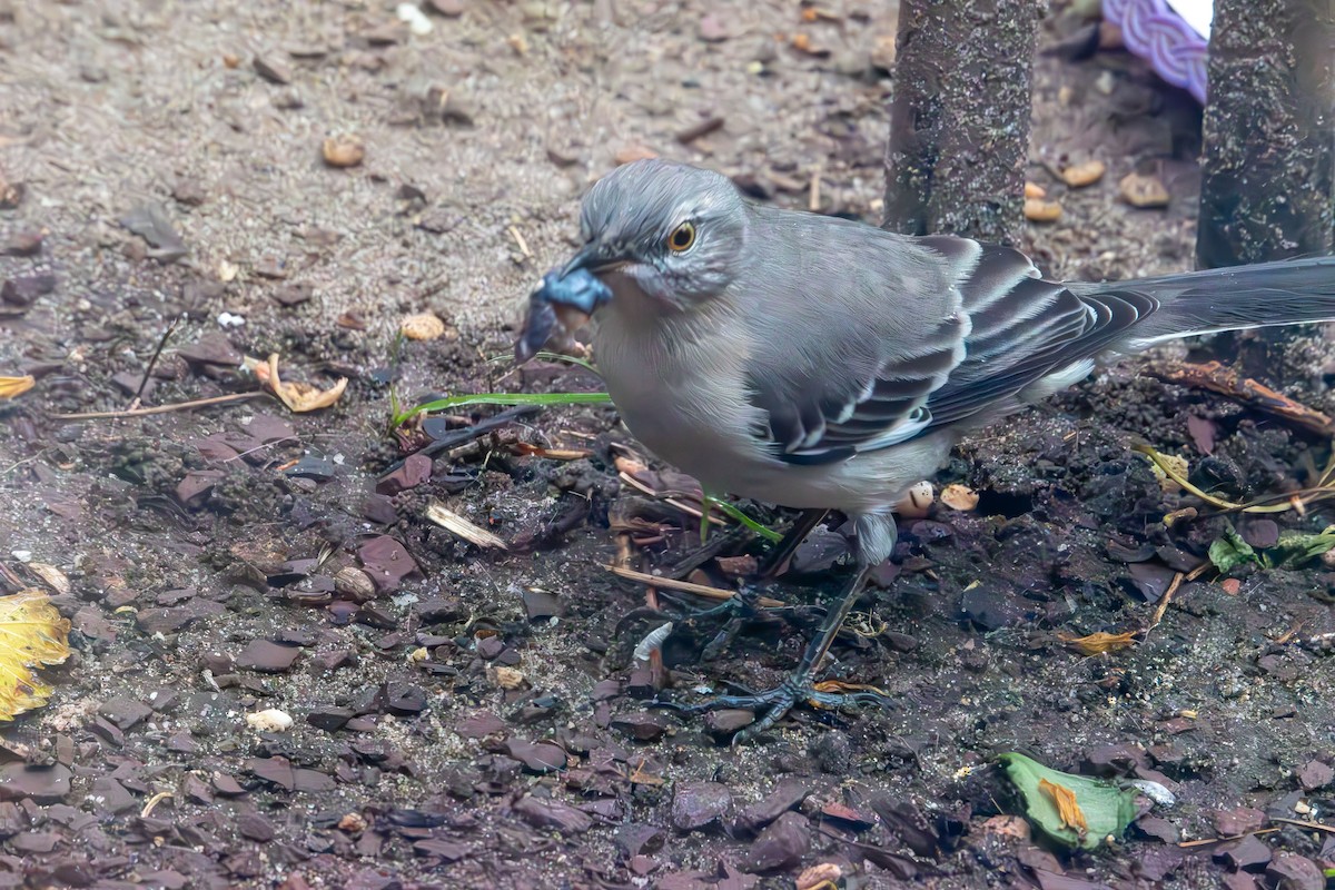 Northern Mockingbird - ML646132810