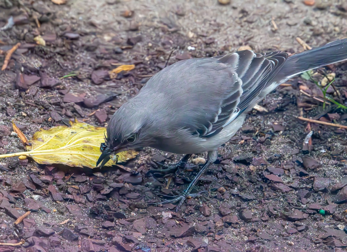 Northern Mockingbird - ML646132811