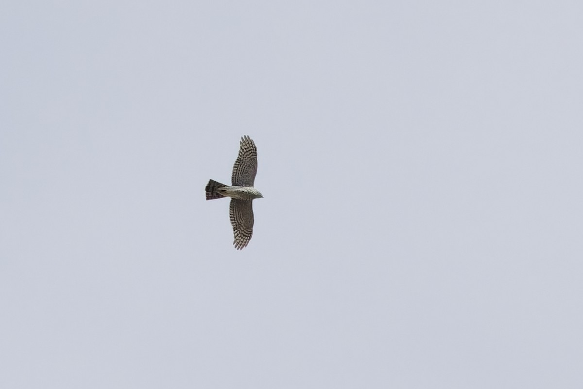 北雀鷹 - ML646132812