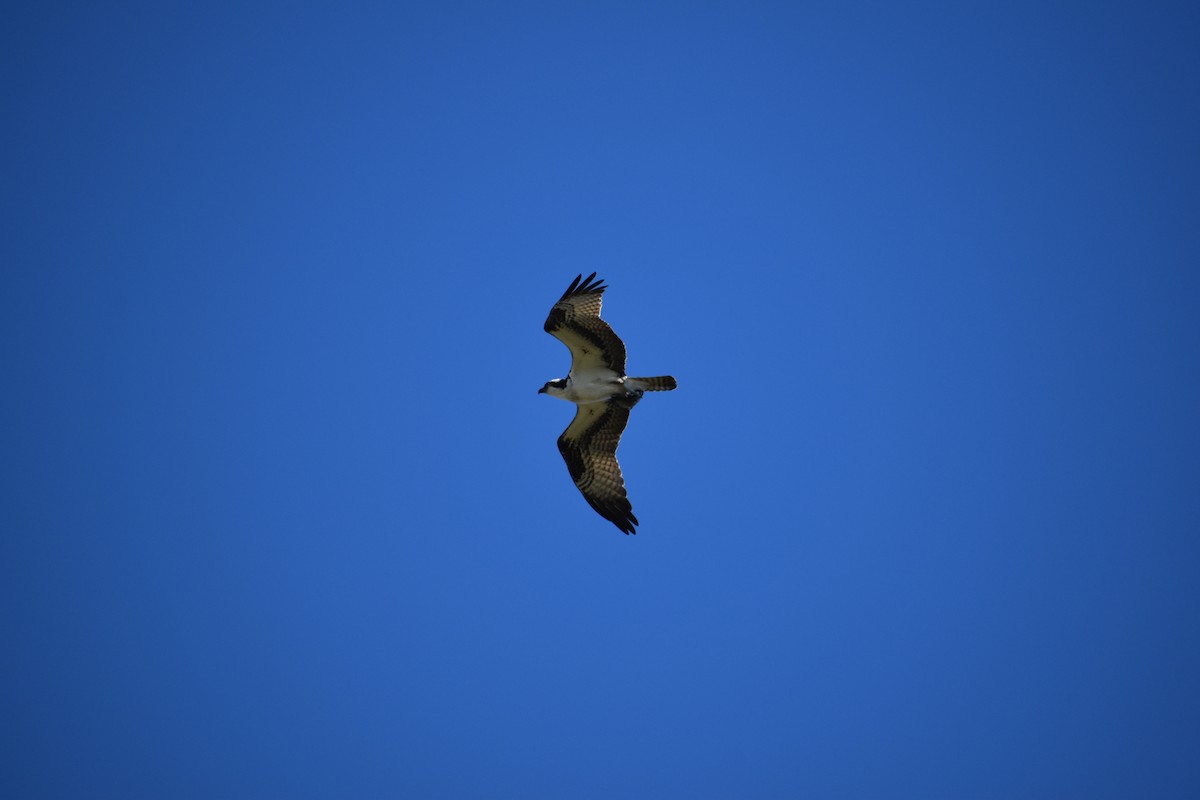 魚鷹 - ML646132814