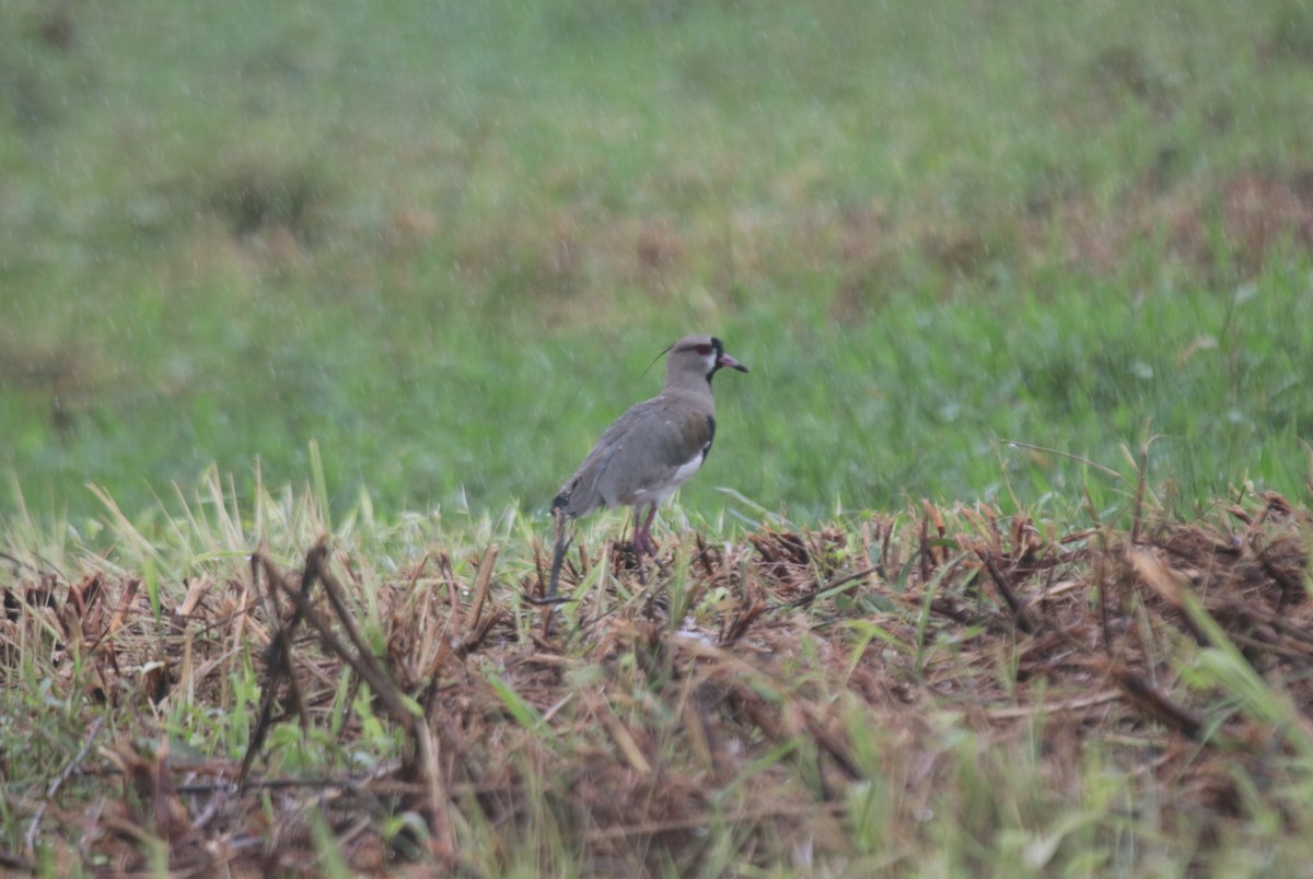 Southern Lapwing - ML646132816