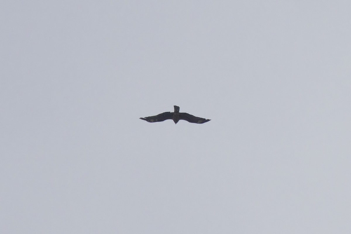 Black Kite - ML646132826