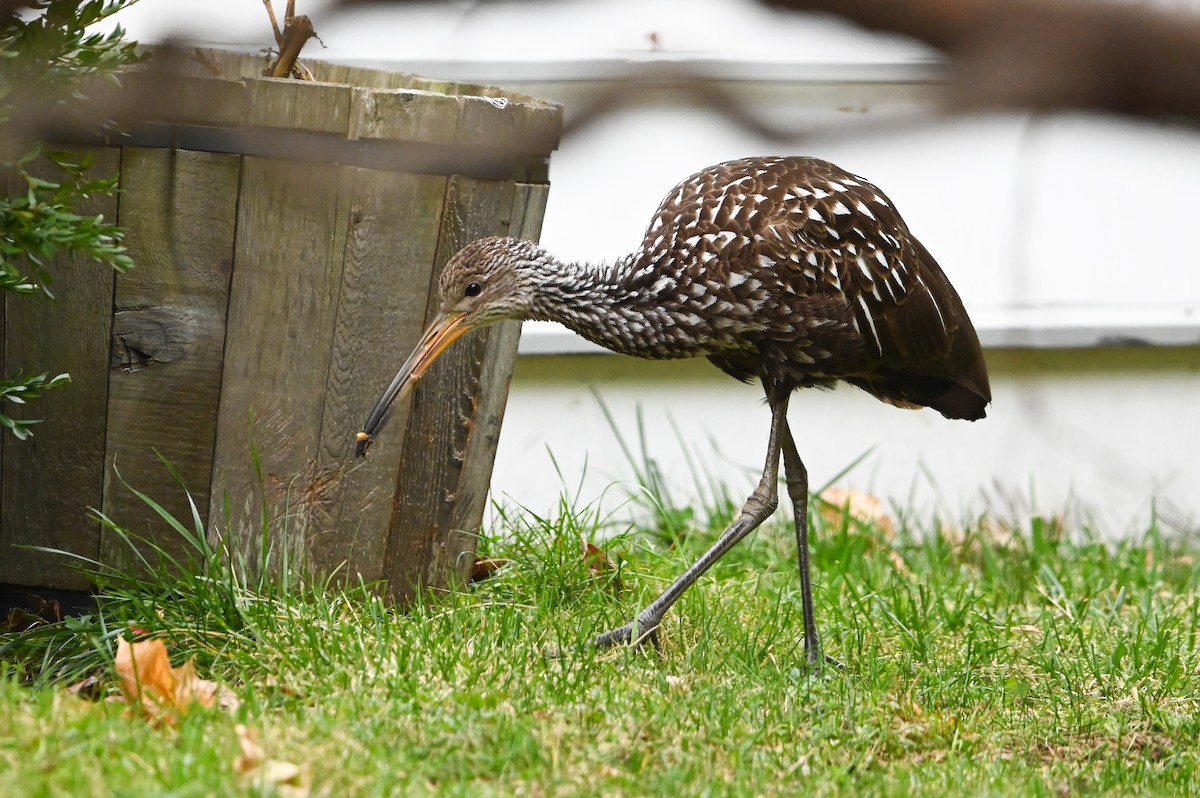 Limpkin - ML646132843