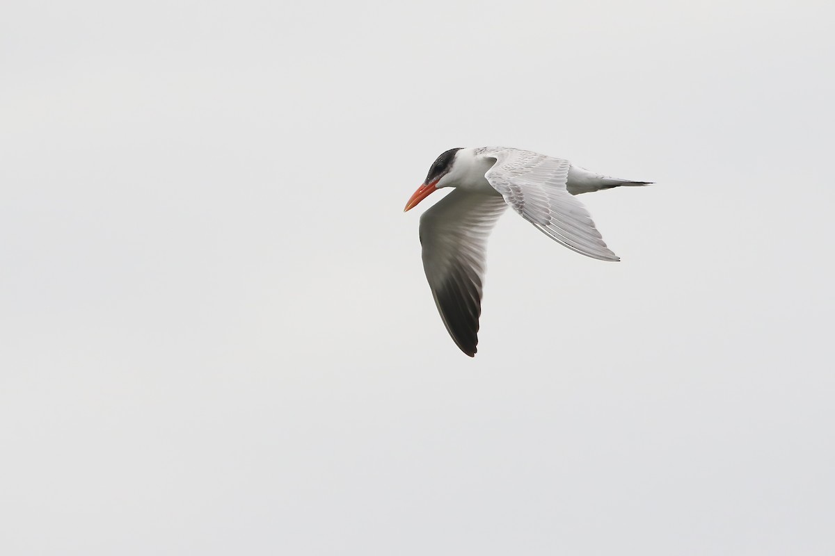 Caspian Tern - ML646132848
