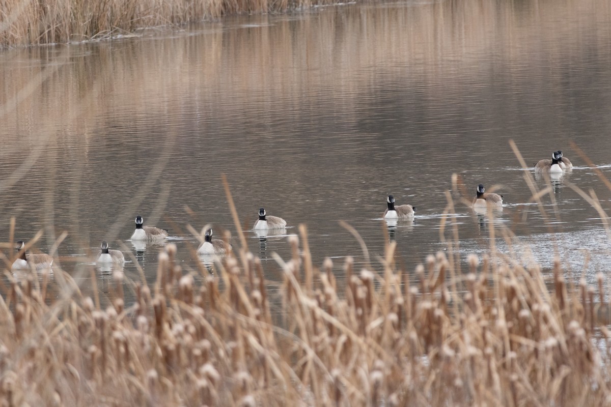 Canada Goose - ML646132856
