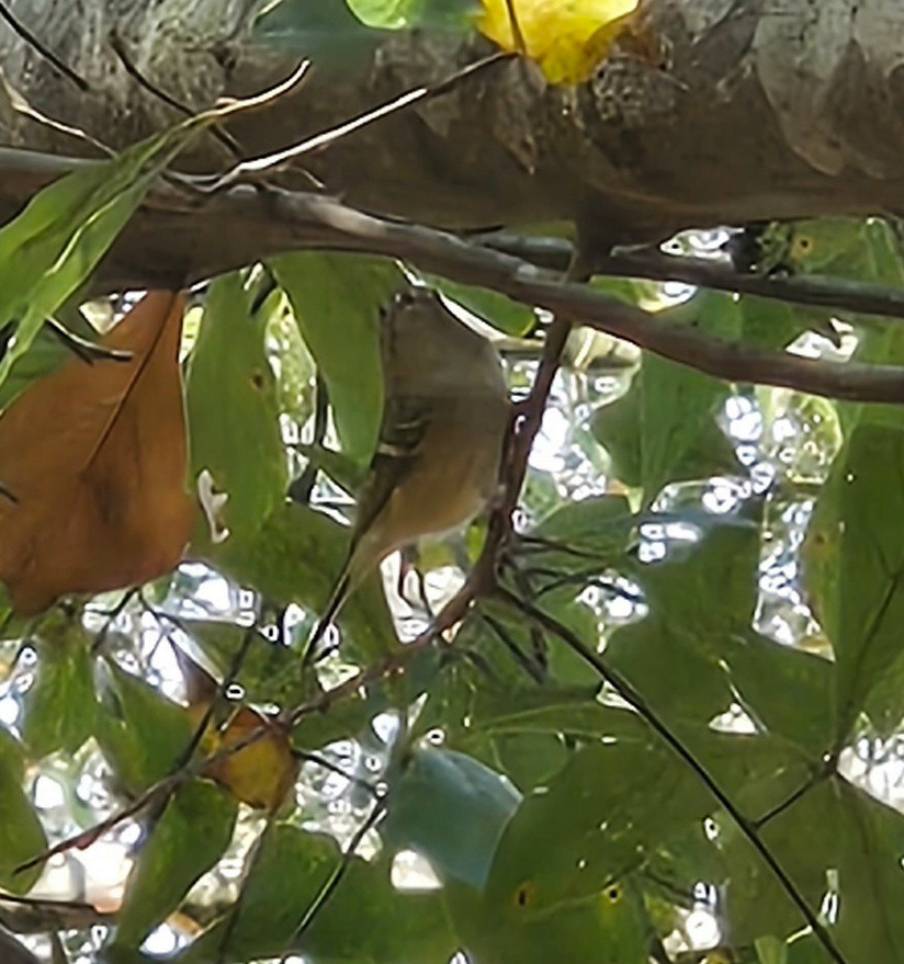 Ruby-crowned Kinglet - ML646132868