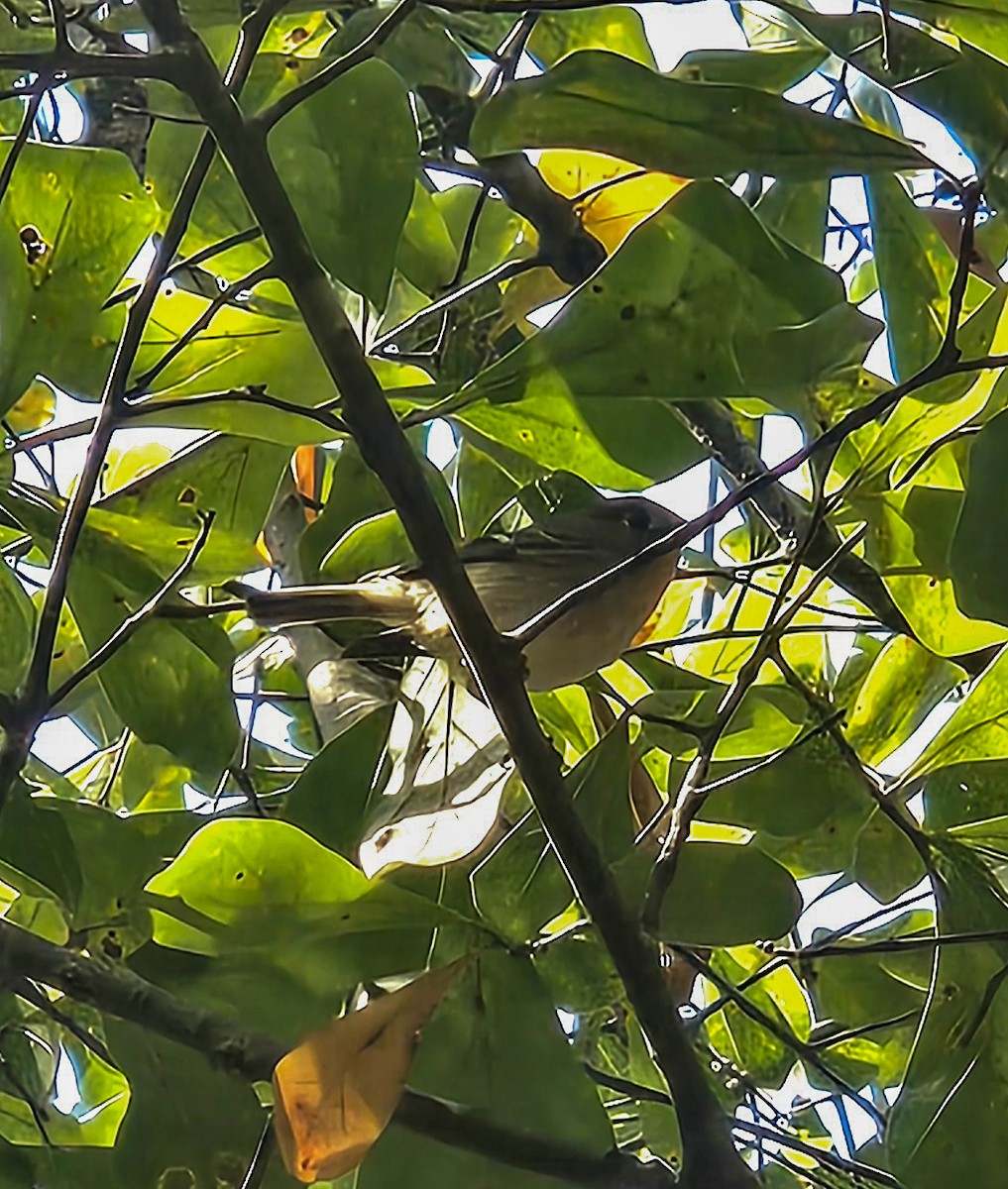 Ruby-crowned Kinglet - ML646132869