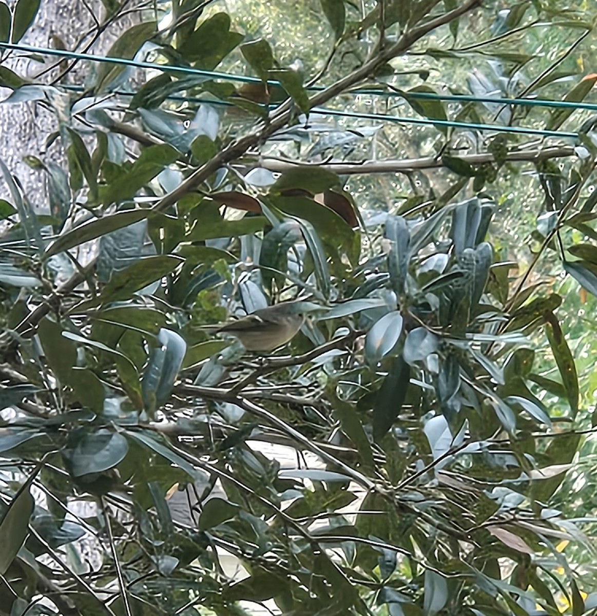 Ruby-crowned Kinglet - ML646132870