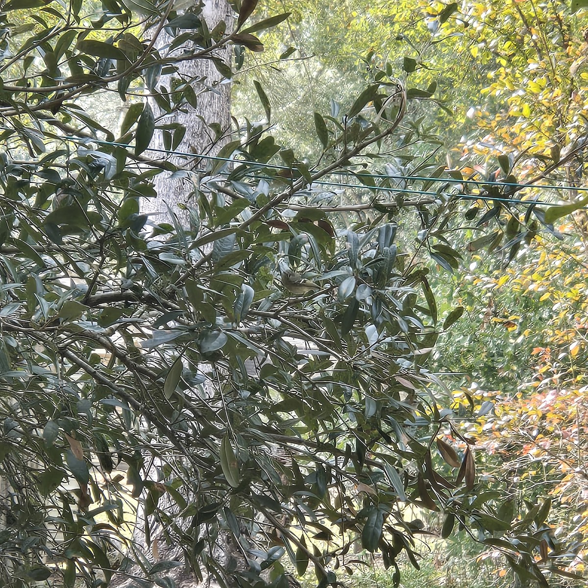 Ruby-crowned Kinglet - ML646132871