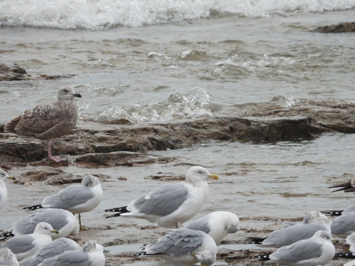 American Herring Gull - ML646132873
