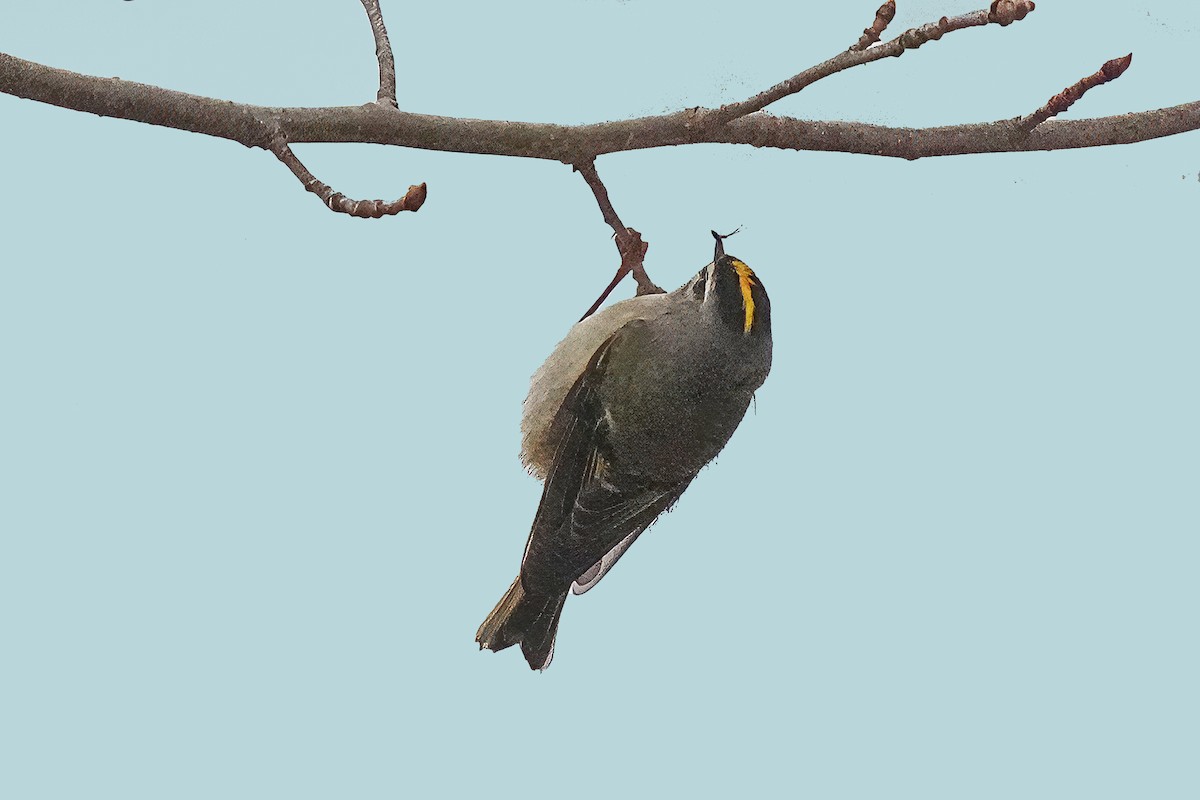 Golden-crowned Kinglet - ML646132878