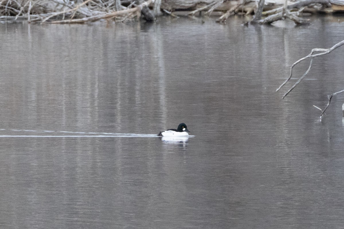 Common Goldeneye - ML646132885