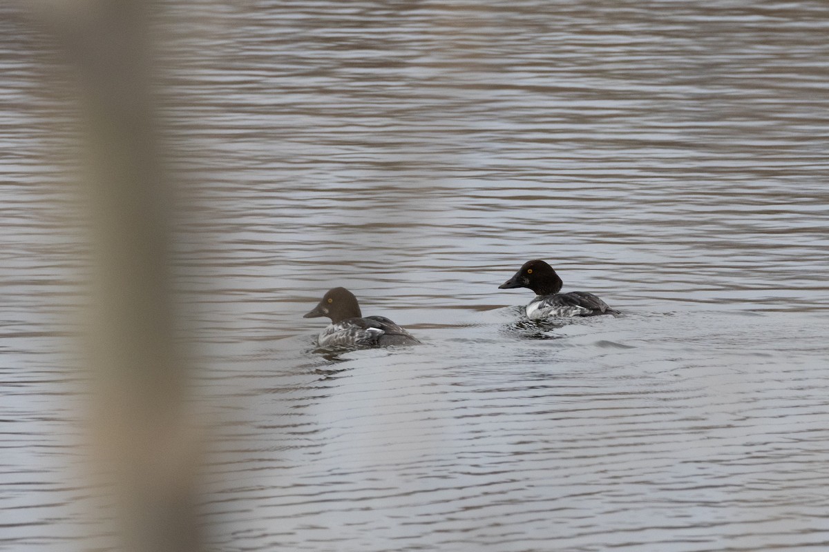 Common Goldeneye - ML646132886