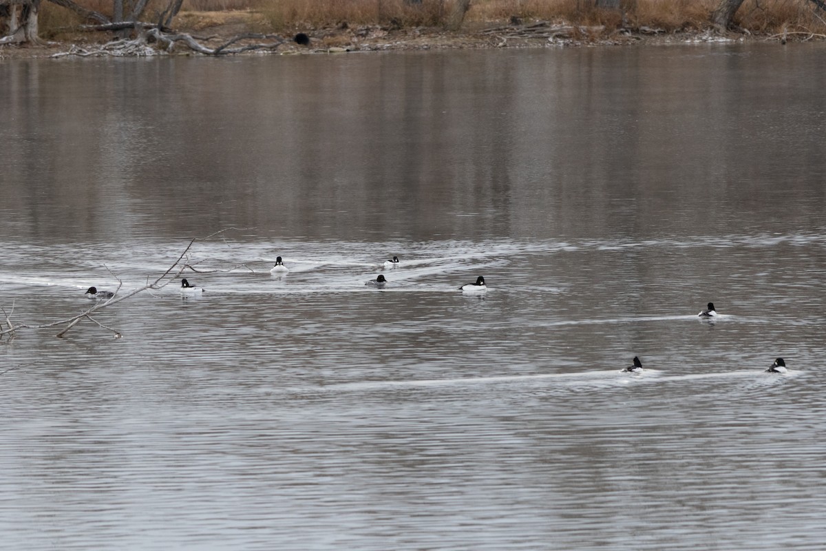 Common Goldeneye - ML646132887