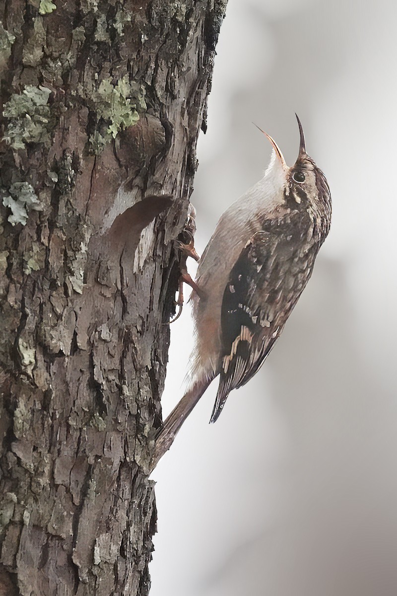 Brown Creeper - ML646132892