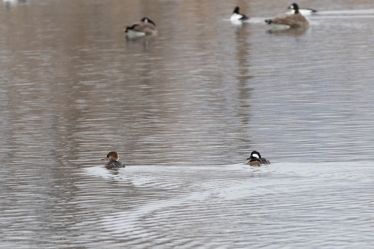 Hooded Merganser - ML646132894
