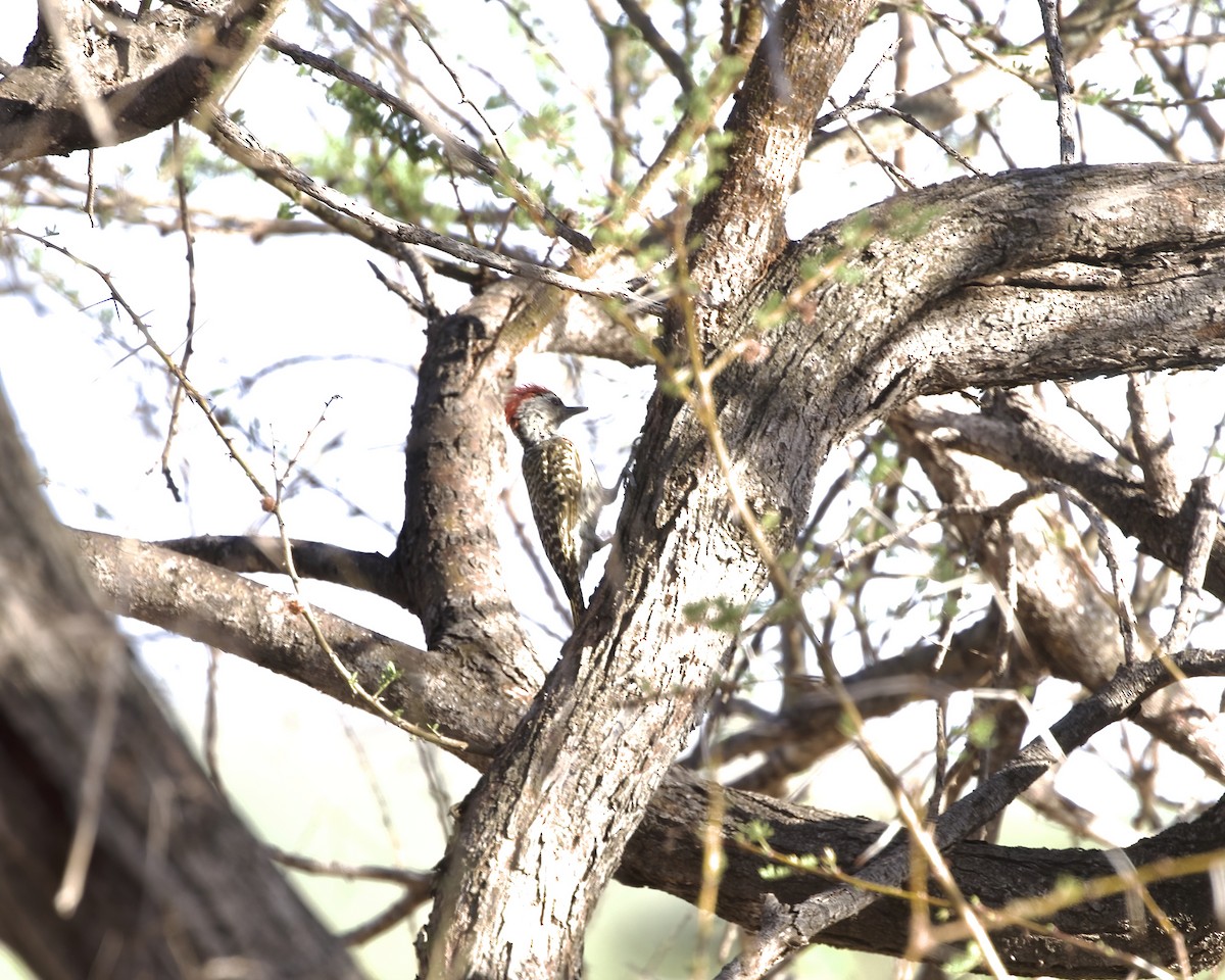 Cardinal Woodpecker - ML646132900