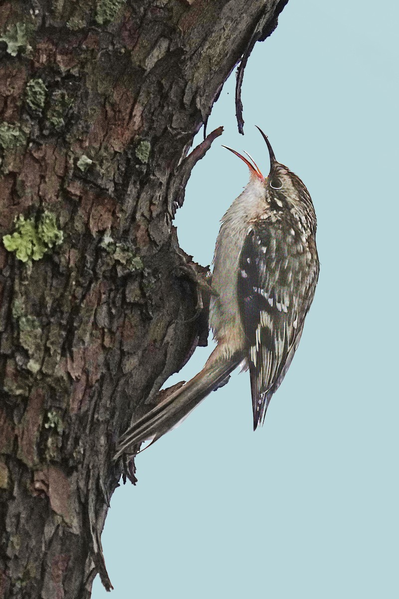 Brown Creeper - ML646132901