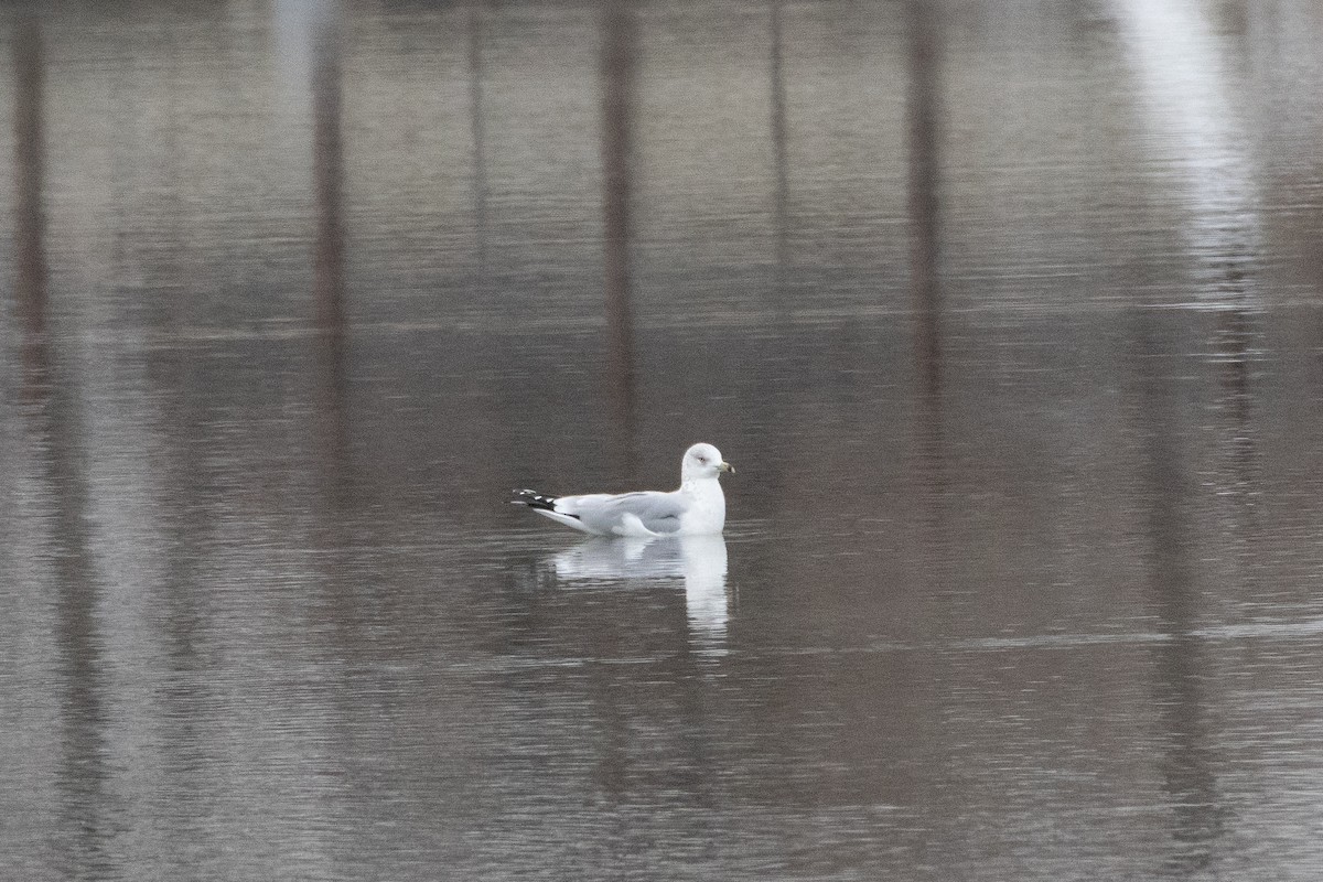 Ring-billed Gull - ML646132902