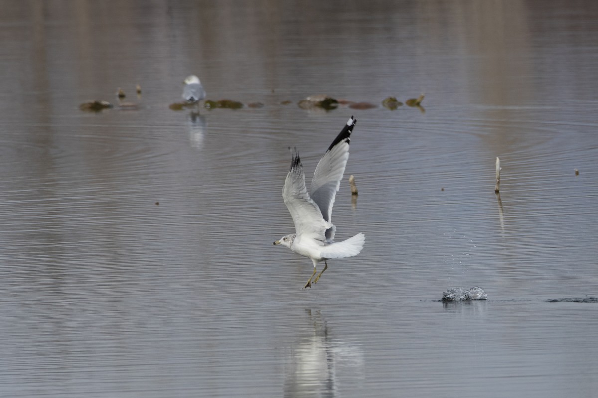 Ring-billed Gull - ML646132903