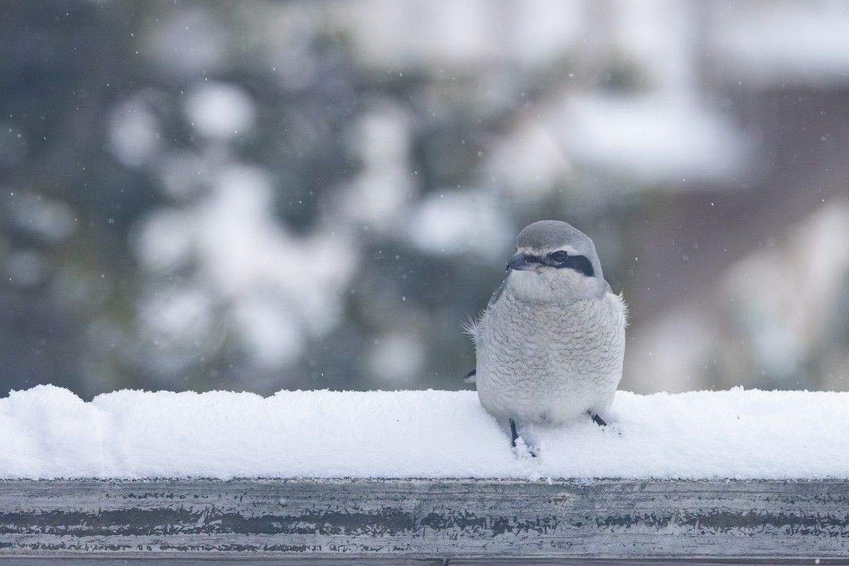 Northern Shrike - ML646132904