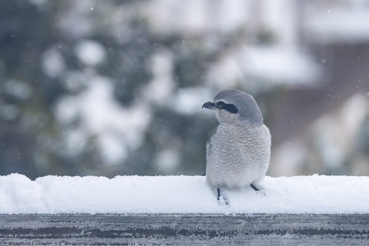 Northern Shrike - ML646132905