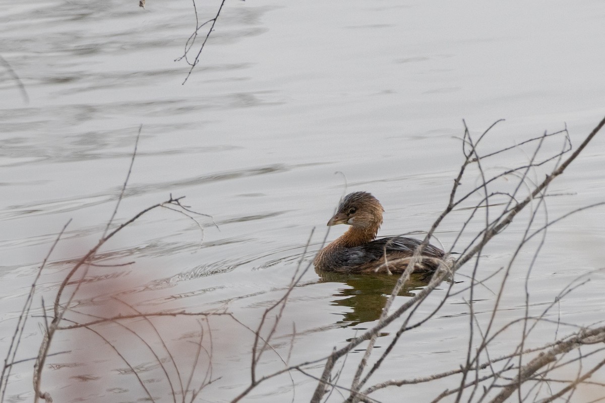 Pied-billed Grebe - ML646132907