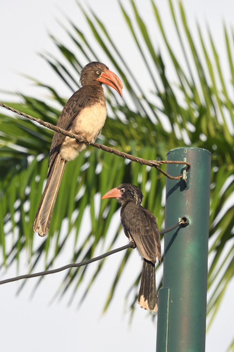 Crowned Hornbill - ML646132909
