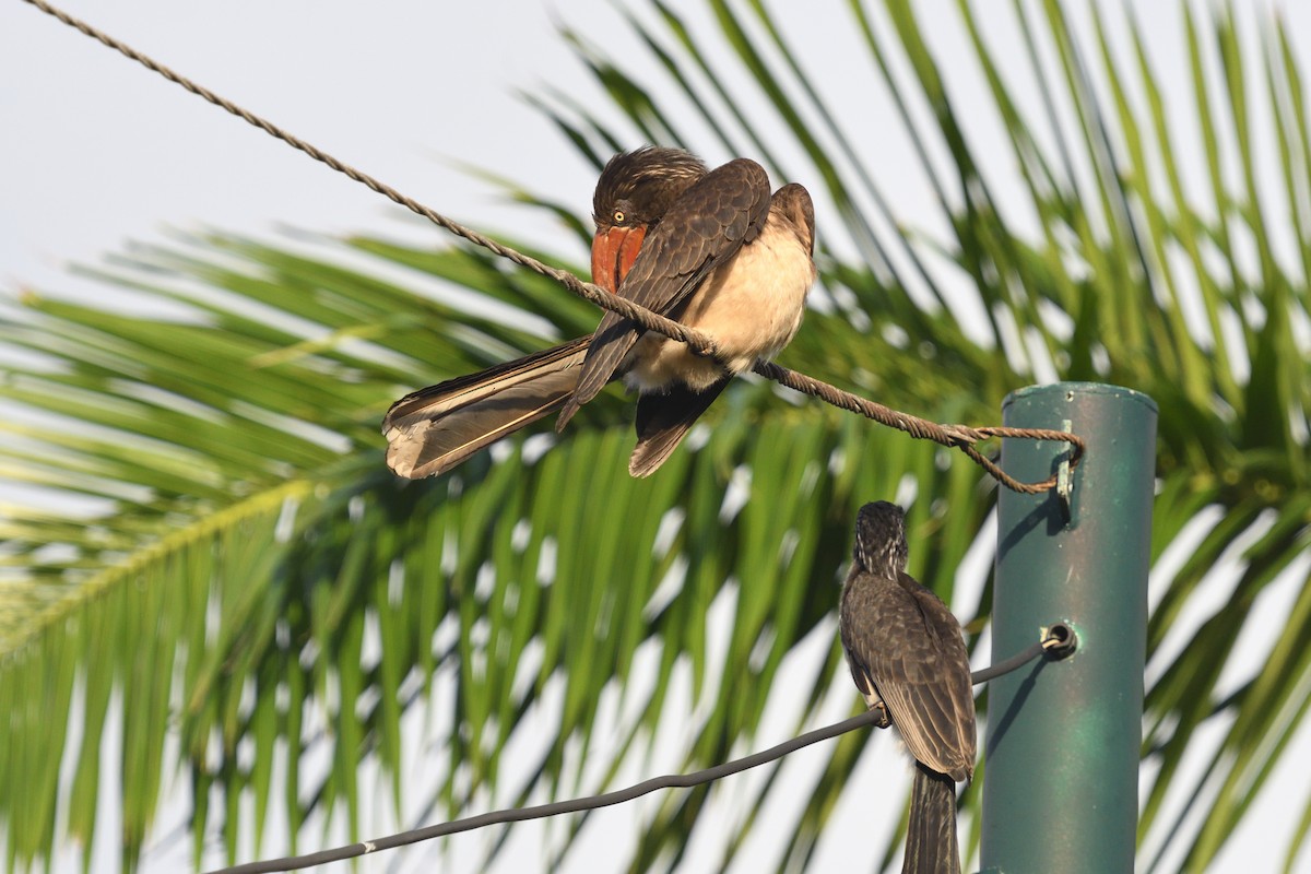 Crowned Hornbill - ML646132910