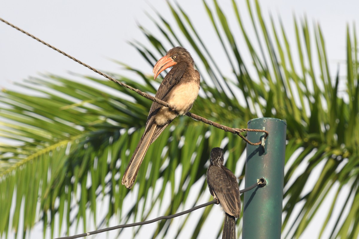 Crowned Hornbill - ML646132911