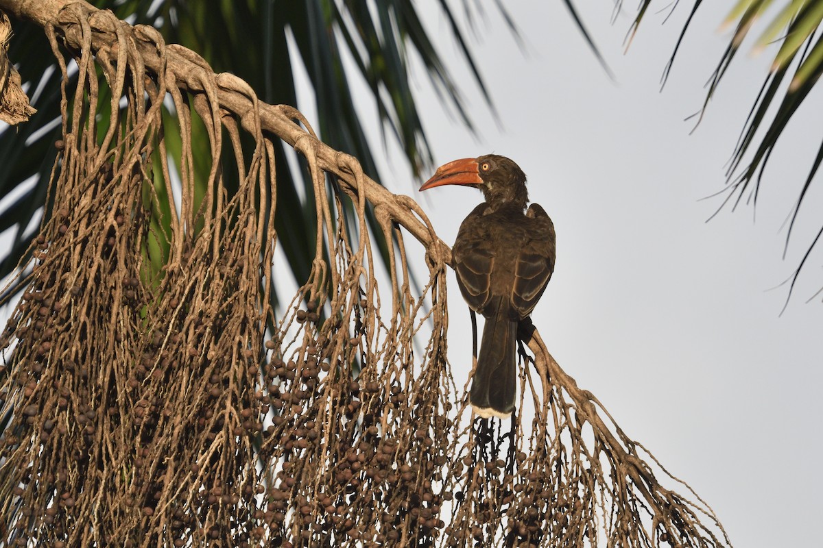 Crowned Hornbill - ML646132912