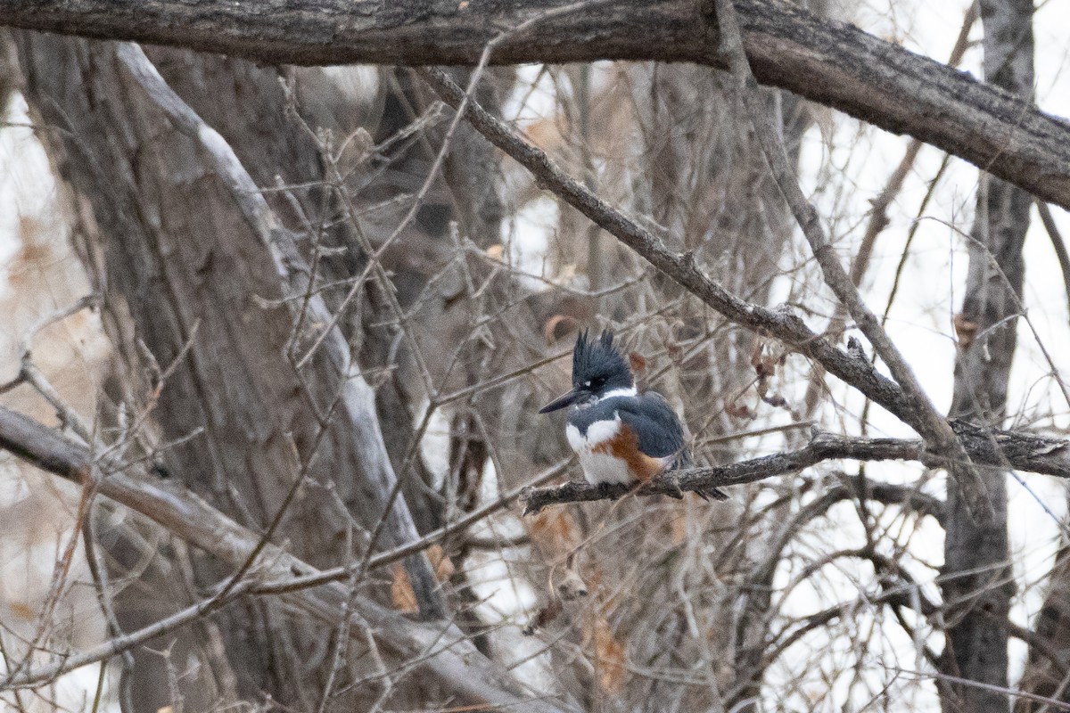 Belted Kingfisher - ML646132917