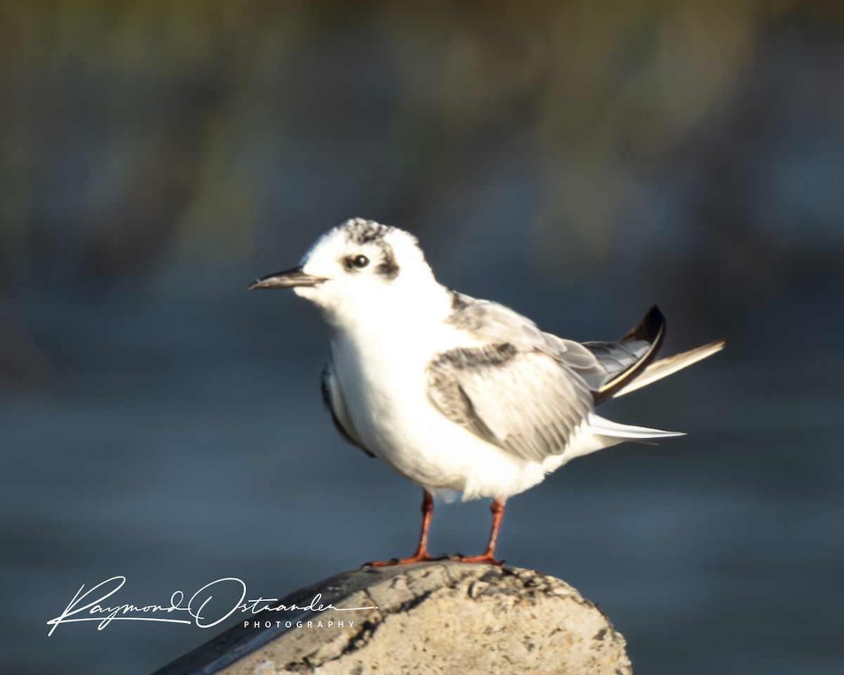 rybák bělokřídlý - ML646132918