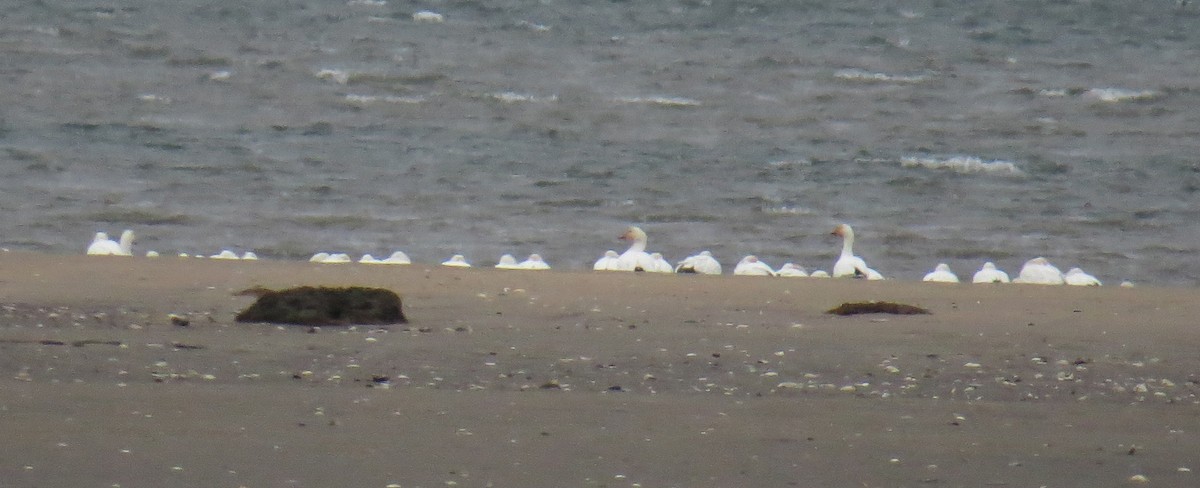 Snow Goose - ML646132921