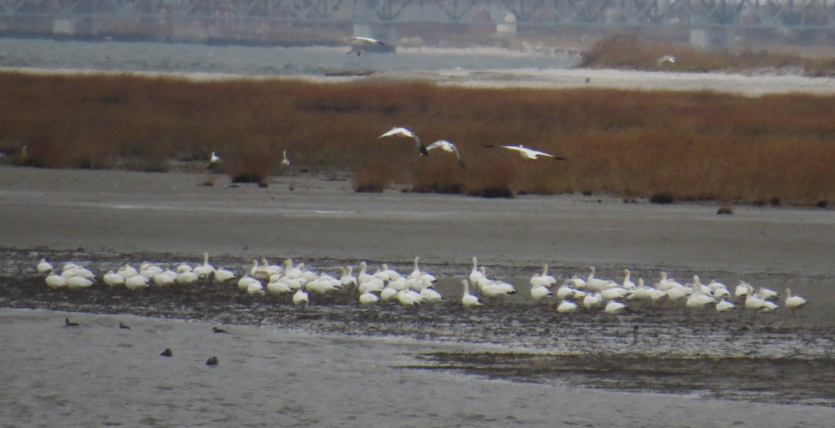 Snow Goose - ML646132922