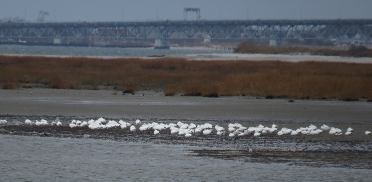 Snow Goose - ML646132923