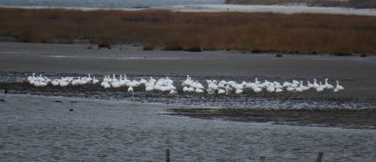 Snow Goose - ML646132924