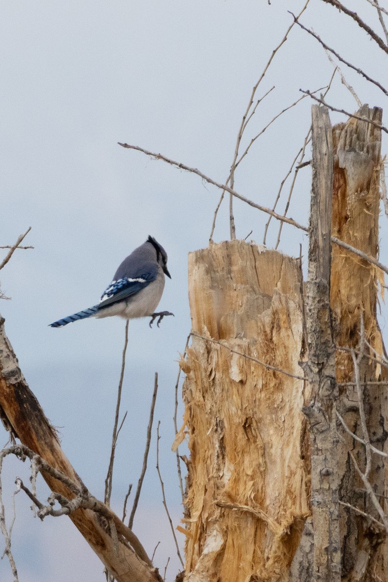 Blue Jay - ML646132925
