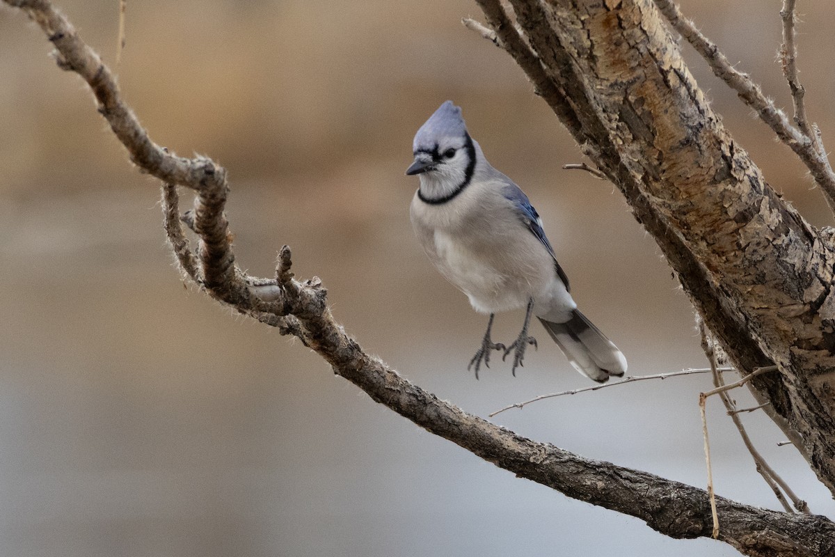 Blue Jay - ML646132926