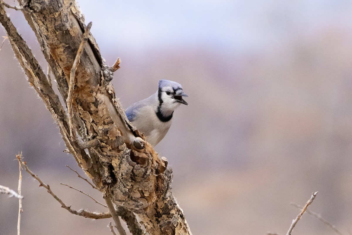 Blue Jay - ML646132927