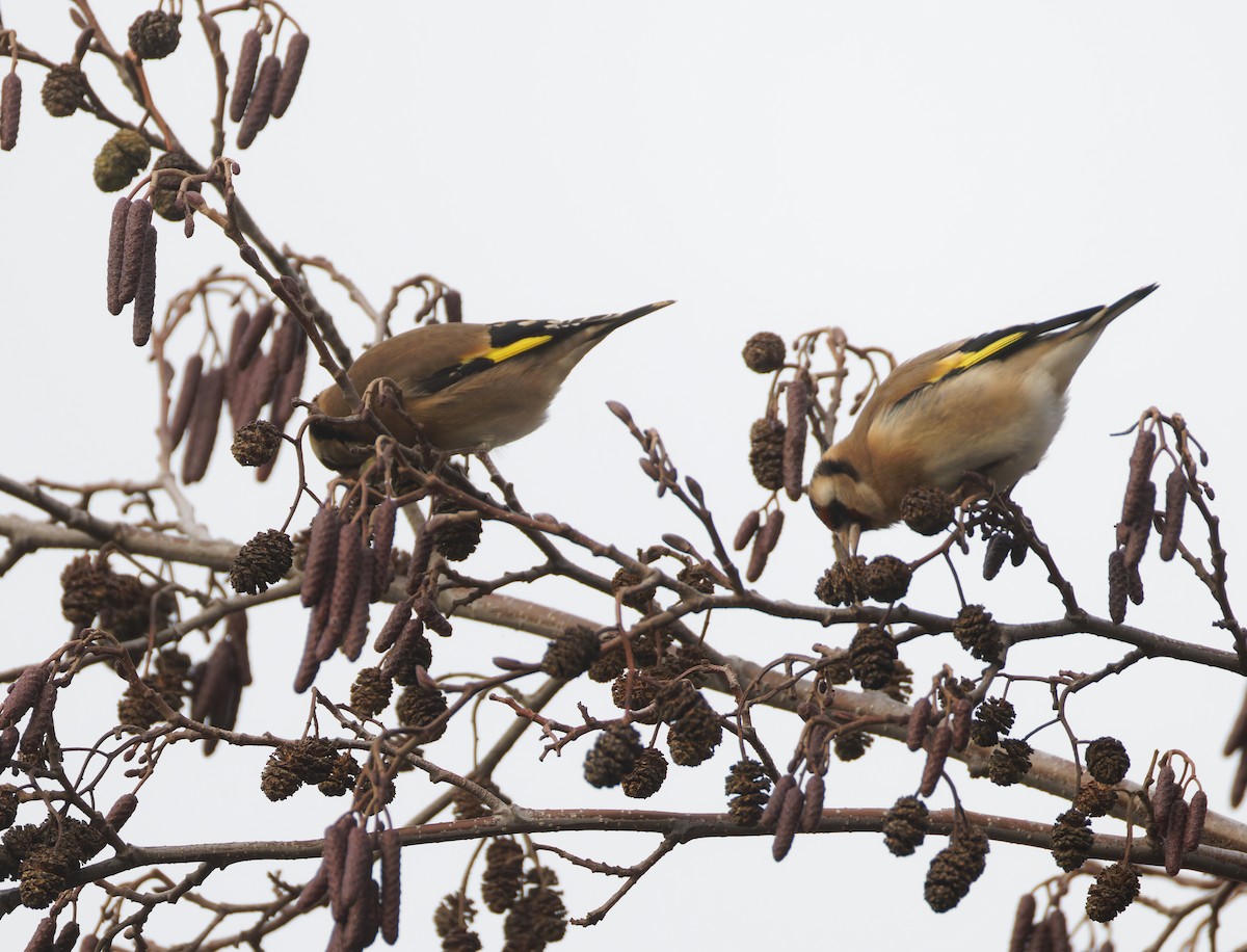 European Goldfinch - ML646132929