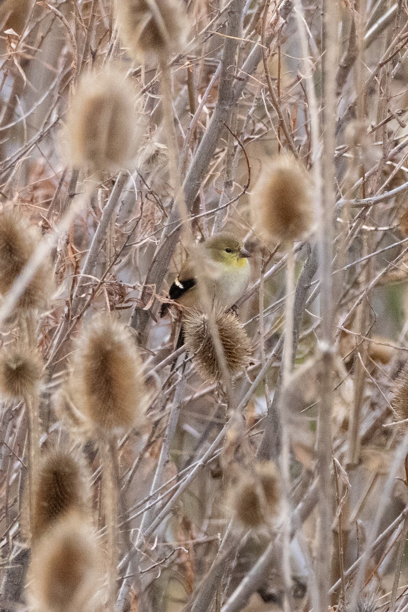 American Goldfinch - ML646132930