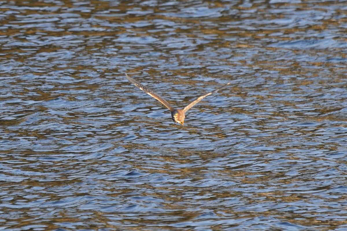 Green Heron - ML646132933