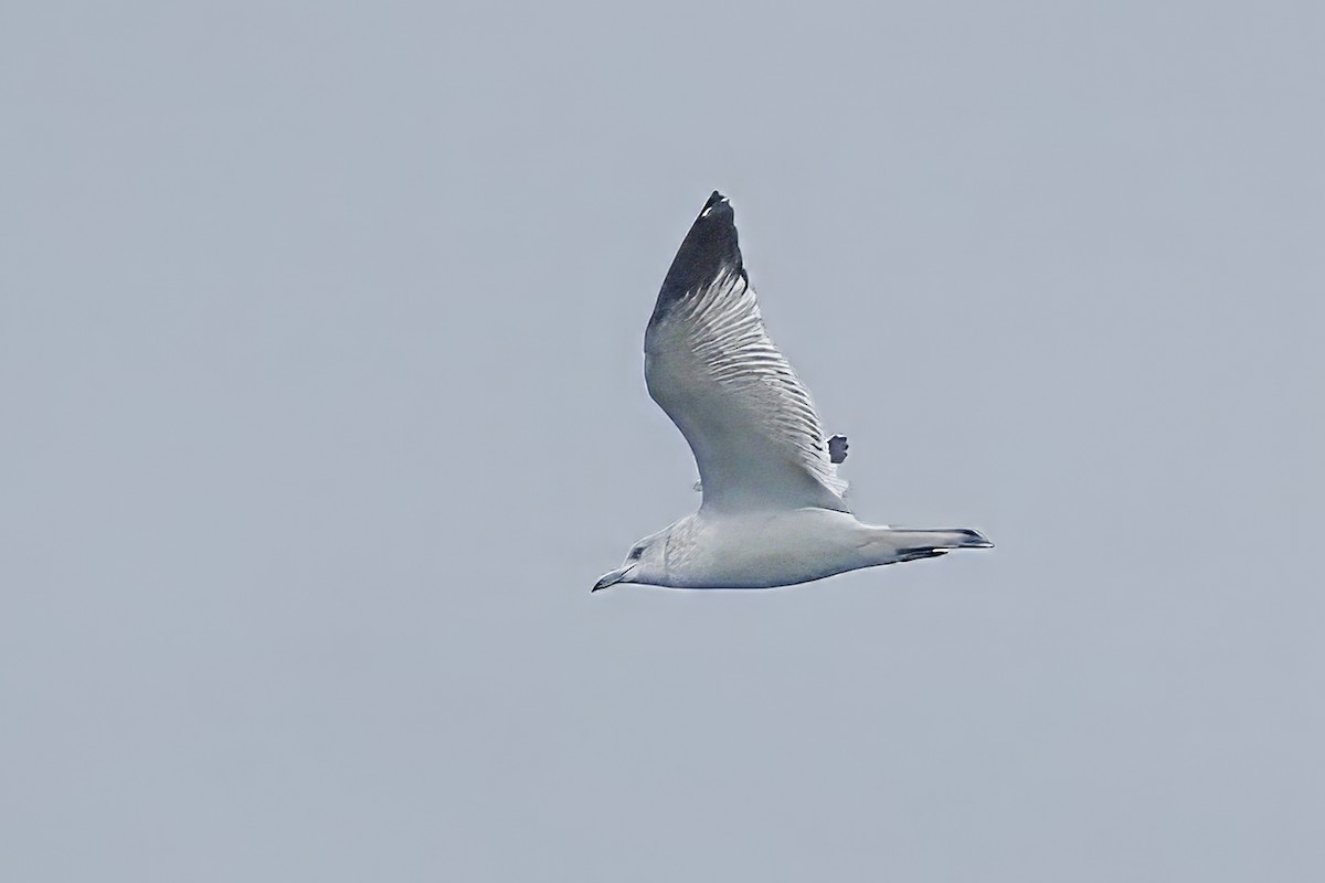 Gavina americana - ML646132934